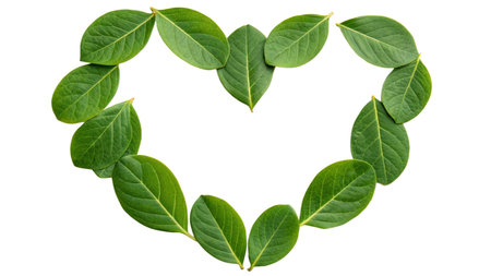 Green leaves in heart shape isolated on white background with clipping path.の写真素材
