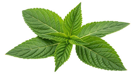 Fresh mint leaves isolated on white background. Top view. Flat lay.