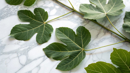 Fig leaves on white marble background. Flat lay, top view.の写真素材