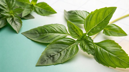 Close up of fresh green basil leaves on white and blue background.の写真素材