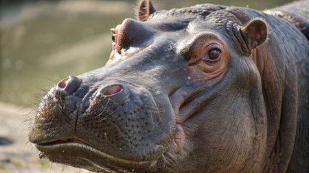Hippopotamus close-up. Portrait of a hippopotamusの写真素材
