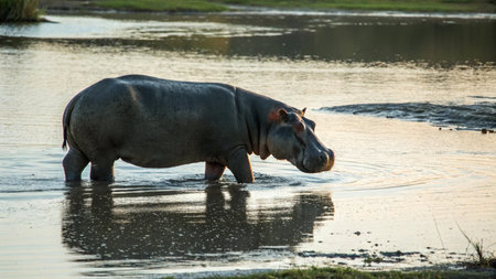 Hippo in Chobe National Park, Botswana, Africaの写真素材