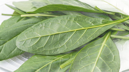 Spinach leaves on a white background. Close-up.