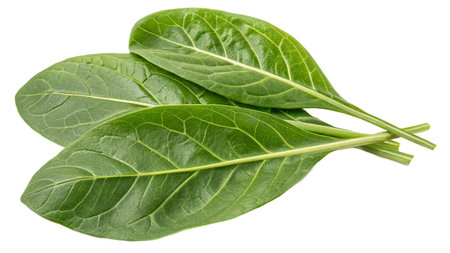 Spinach leaves isolated on white background. Healthy eating concept.