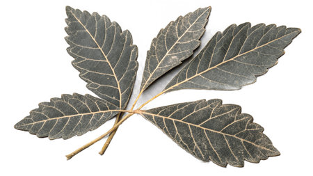 Leaves of a chestnut tree, isolated on a white background
