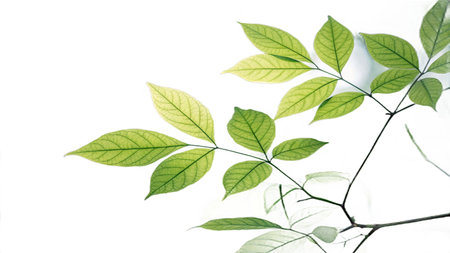 green leaves isolated on white background with clipping path for design and decorationの写真素材