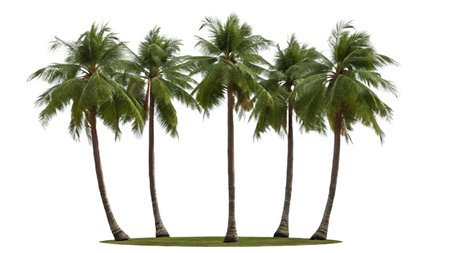 Palm trees isolated on white background 3D illustration with clipping pathの写真素材