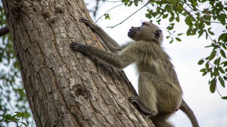 Vervet monkey, Chobe National Park, Botswana, Africa