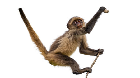 Cute monkey isolated on white background. Studio shot of a little monkey.