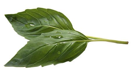 Fresh green basil leaf with water drops isolated on a white background.の写真素材
