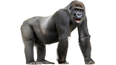 3D rendering of a western lowland gorilla isolated on white backgroundの写真素材