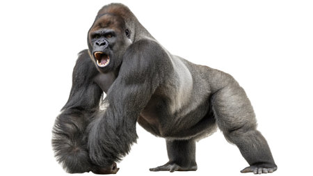 Western Lowland Gorilla, Gorilla gorilla, isolated on white backgroundの写真素材