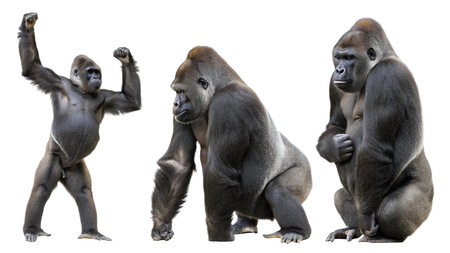 3D rendering of a western lowland gorilla isolated on white backgroundの写真素材