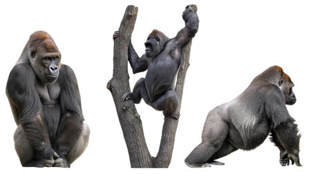 Group of gorilla sitting on tree isolated on white background with clipping pathの写真素材
