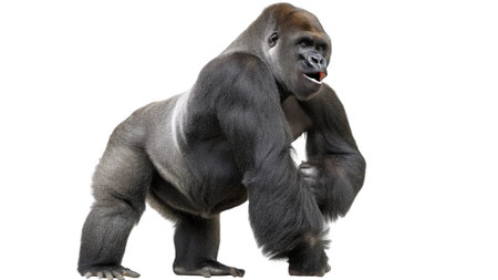 Western Lowland Gorilla - Gorilla gorilla isolated on white backgroundの写真素材
