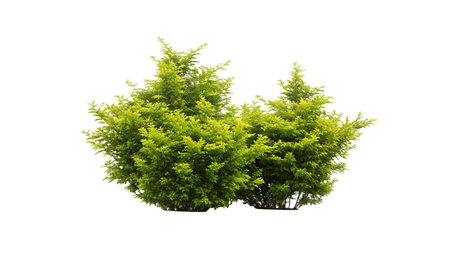 Cedar tree isolated on white background, clipping path included, clipping path includedの写真素材