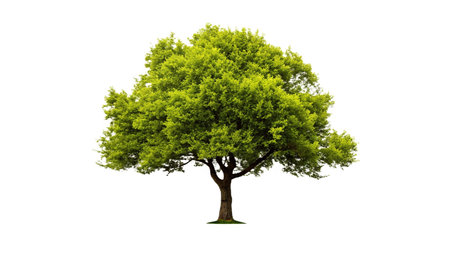 Green tree isolated on white background with clipping path and full depth of fieldの写真素材