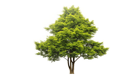 Tree isolated on white background, tree with clipping path and full depth of field.
