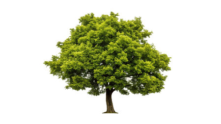 Green tree isolated on white background. Large deciduous tree.