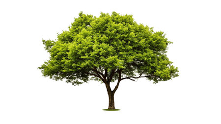 Tree isolated on white background with clipping path. Beautiful green tree.の写真素材