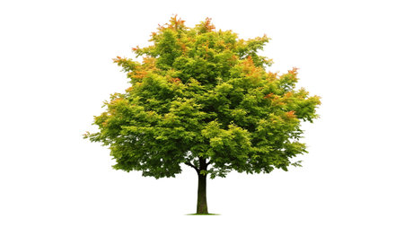 Autumn tree isolated on white background. Autumnal season concept.の写真素材