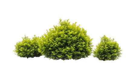 Green thuja bush isolated on white background. 3d illustration.の写真素材