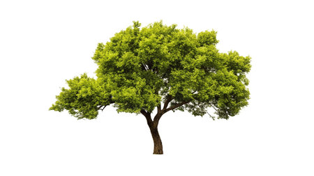 Tree isolated on white background, tree isolated used for design, advertising and architectureの写真素材