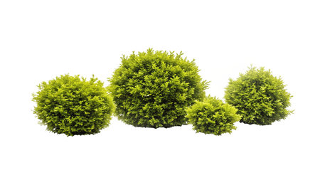 Green bush isolated on white background. 3d rendering. Computer digital drawing.の写真素材