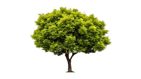Green tree isolated on white background with clipping path and full depth of fieldの写真素材