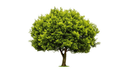 Green tree isolated on white background with clipping path and full depth of fieldの写真素材