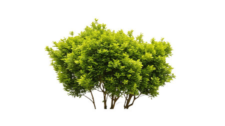 Green tree isolated on white background. Green tree isolated on white background.の写真素材