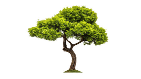 Tree isolated on white background. 3d rendering. Computer digital drawing.の写真素材