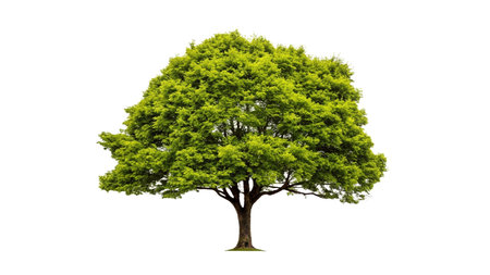 Green tree isolated on white background with clipping path and full depth of fieldの写真素材