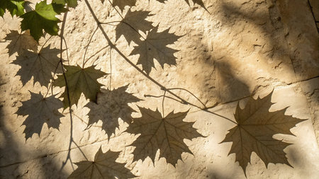 maple leaves on a stone wall in the light of the sunの写真素材