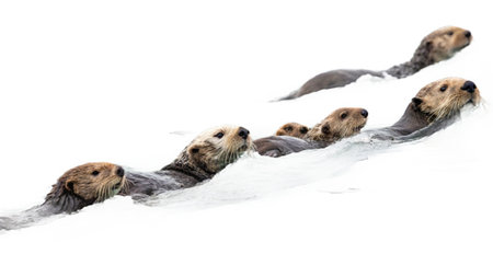 Group of sea otters swimming in the ocean on a white background