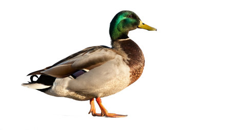 Mallard Duck isolated on a white background with clipping path.の写真素材