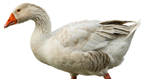 White domestic goose isolated on white background with clipping path. Close up.