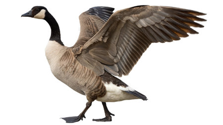 Close up of a greylag goose isolated on a white backgroundの写真素材