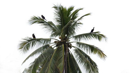 Cormorants on a palm tree in Goa, Indiaの写真素材