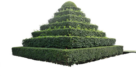 Green tree isolated on white background with clipping path for garden decoration.の写真素材