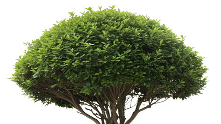 Bush isolated on a white background, clipping path includedの写真素材