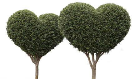 Heart shaped tree isolated on white background with clipping path for love conceptの写真素材