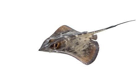 Stingray isolated on a white background. Clipping path included.の写真素材