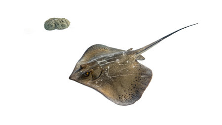 A stingray isolated on a white background.の写真素材