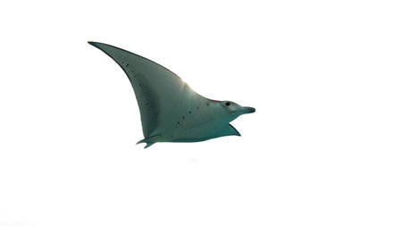 manta ray isolated on white background, South China Sea, Vietnamの写真素材