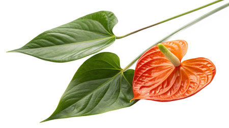 Anthurium flower and leaves isolated on white background. Close-up.の写真素材
