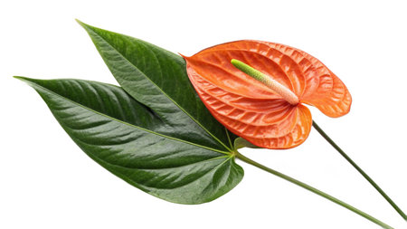 Anthurium flower with green leaves isolated on a white background.の写真素材
