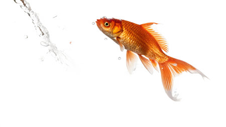 Goldfish jumping in water isolated on white background with clipping path.の写真素材
