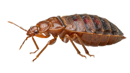 insect isolated on the white background. macro.