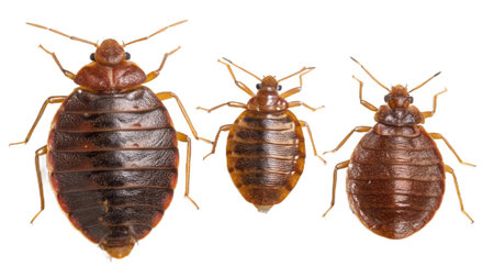 Three cockroaches isolated on white background, close-up.の写真素材